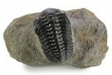 Detailed Reedops Trilobite - Atchana, Morocco #348127-3
